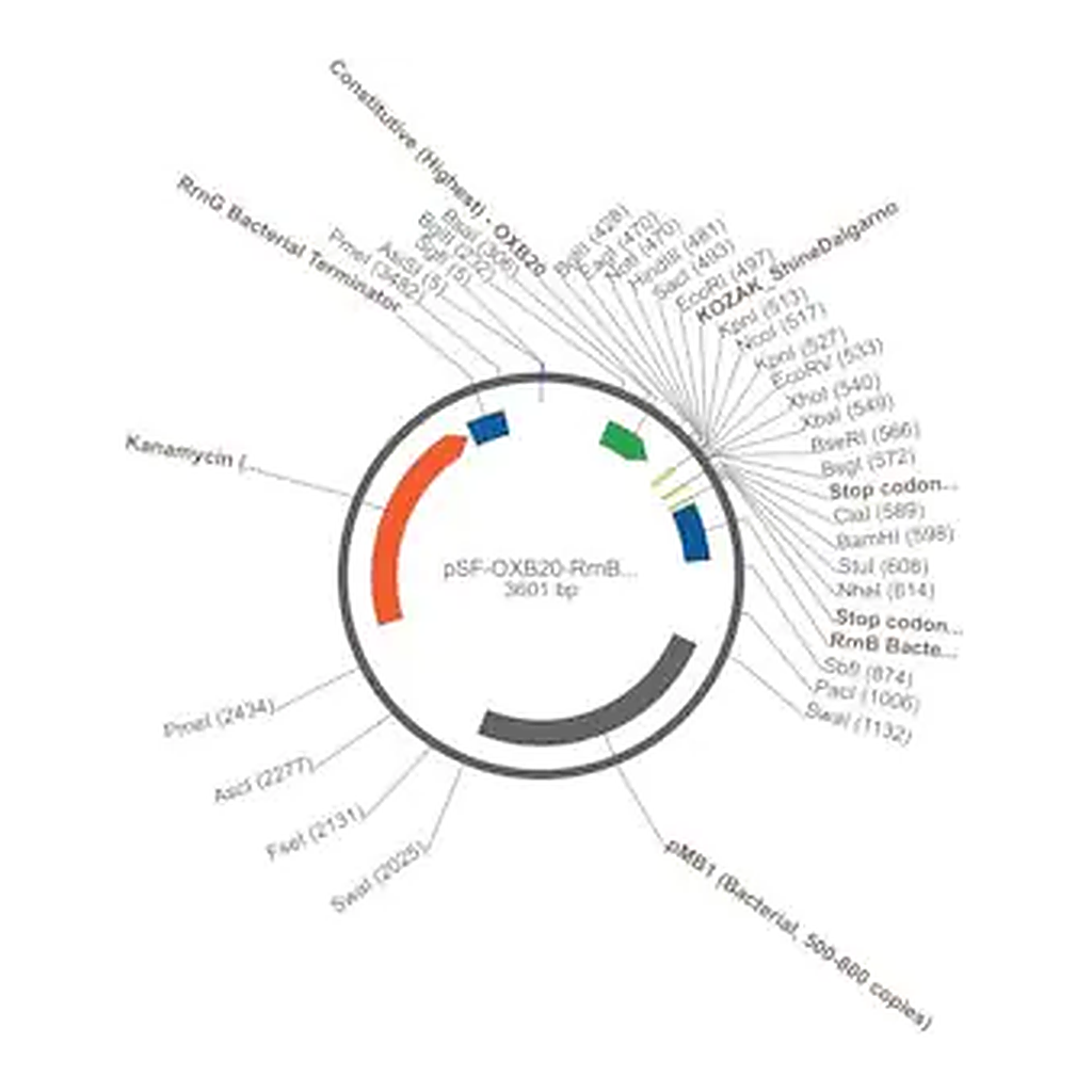 Merck PSF-OXB20-RRNB - RRNB SINGLE TERMINATOR PLASMID