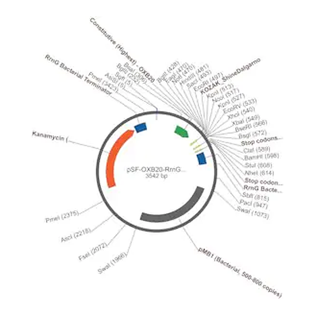 Merck PSF-OXB20-RRNG - RRNG SINGLE TERMINATOR PLASMID