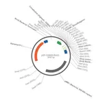 Merck PSF-OXB20-RRNG - RRNG SINGLE TERMINATOR PLASMID