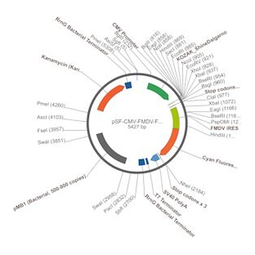 Merck PSF-CMV-FMDV-FRCFP - FMDV IRES CFP REPORTER PLASMID