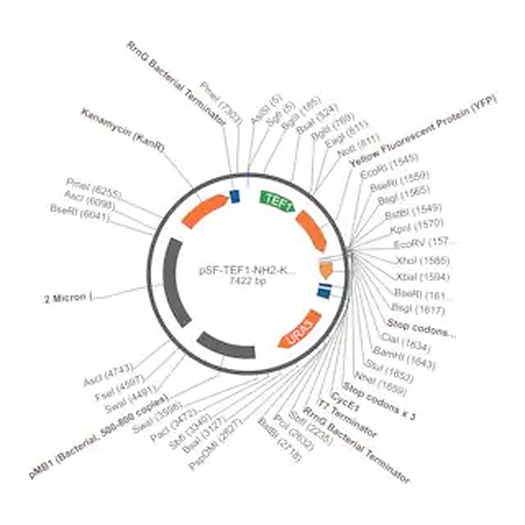Merck PSF-TEF1-NH2-KRYFP - N-TERMINAL YFP TAG YEAST PLASMID