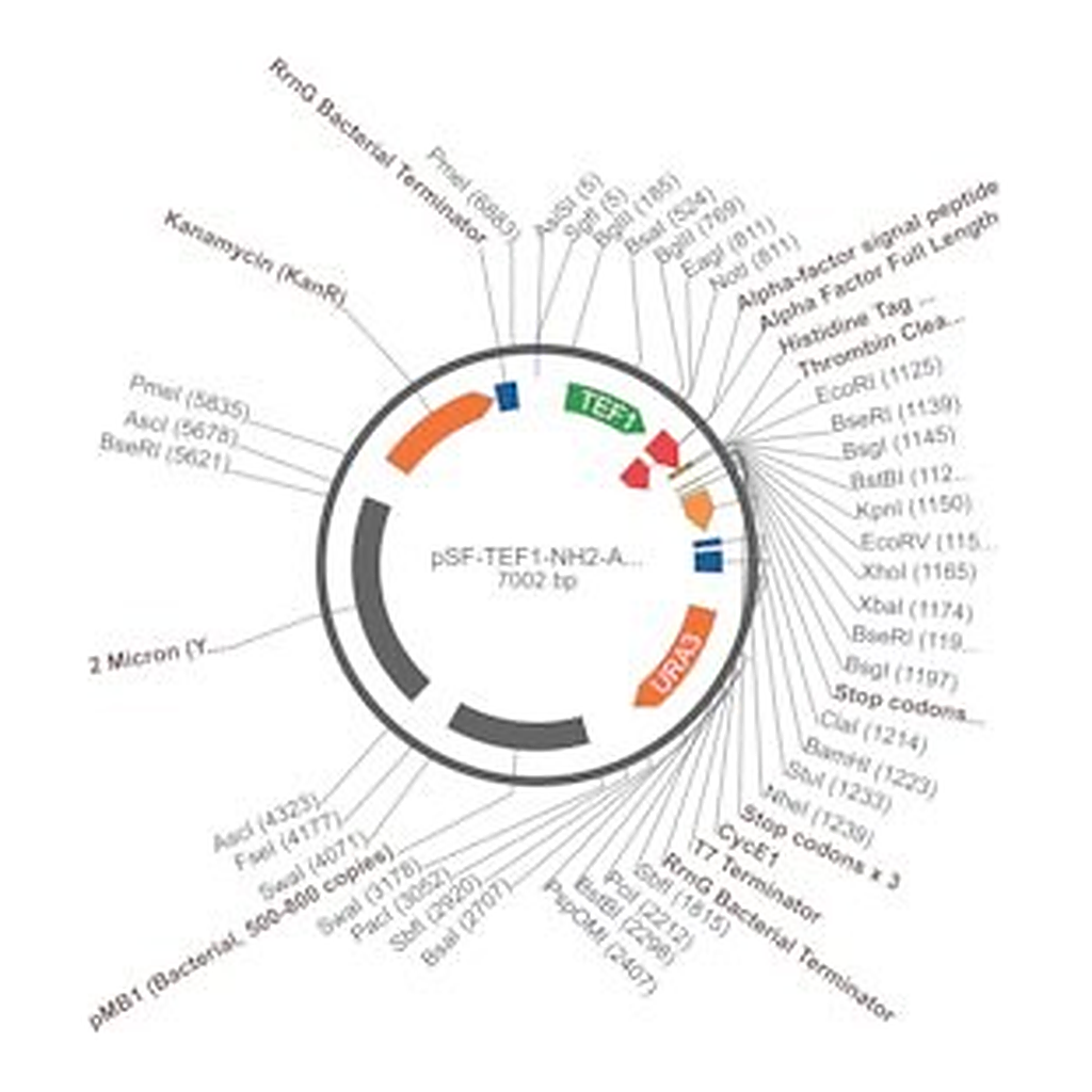 Merck PSF-TEF1-NH2-A-FACTORFL-6HIS-THR - ALPHA FACTOR SECRETION AND 6 HIS TAG PLASMID