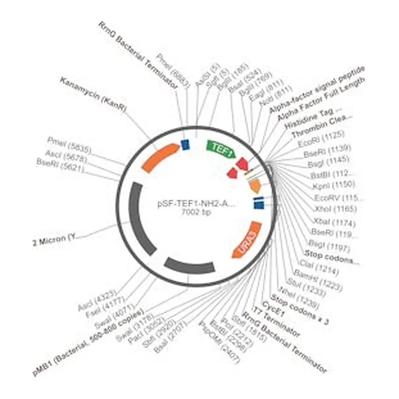 Merck PSF-TEF1-NH2-A-FACTORFL-6HIS-THR - ALPHA FACTOR SECRETION AND 6 HIS TAG PLASMID