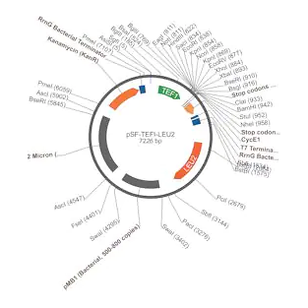 Merck PSF-TEFI-LEU2 - LEUCINE YEAST SELECTION PLASMID