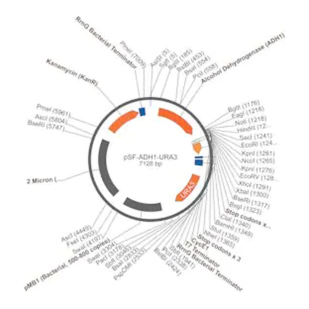 Merck PSF-ADH1-URA3 - MEDIUM STRENGTH YEAST PROMOTER PLASMID