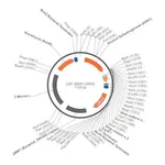 Merck PSF-ADH1-URA3 - MEDIUM STRENGTH YEAST PROMOTER PLASMID