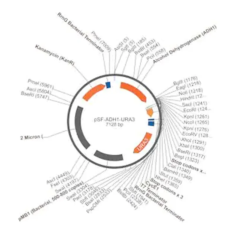 Merck PSF-ADH1-URA3 - MEDIUM STRENGTH YEAST PROMOTER PLASMID