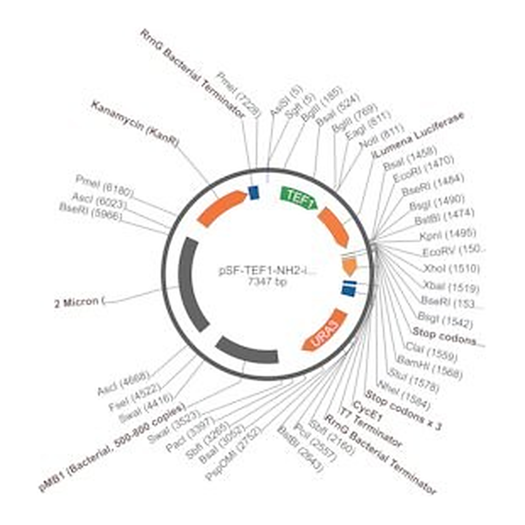 Merck PSF-TEF1-NH2-ILUMENA - SECRETED LUCIFERASE (ILUMINA REPORTER) TAG YEAST PLASMID