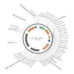 Merck PSF-TEF1-NH2-ILUMENA - SECRETED LUCIFERASE (ILUMINA REPORTER) TAG YEAST PLASMID