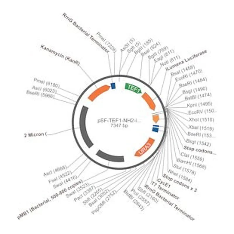 Merck PSF-TEF1-NH2-ILUMENA - SECRETED LUCIFERASE (ILUMINA REPORTER) TAG YEAST PLASMID
