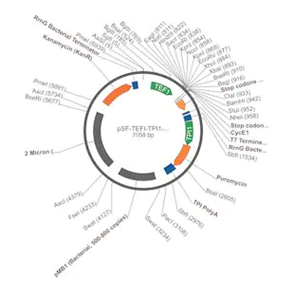 Merck PSF-TEFI-TPI1-PURO - PUROMYCIN SELECTION YEAST PLASMID