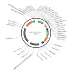 Merck PSF-TEFI-TPI1-PURO - PUROMYCIN SELECTION YEAST PLASMID