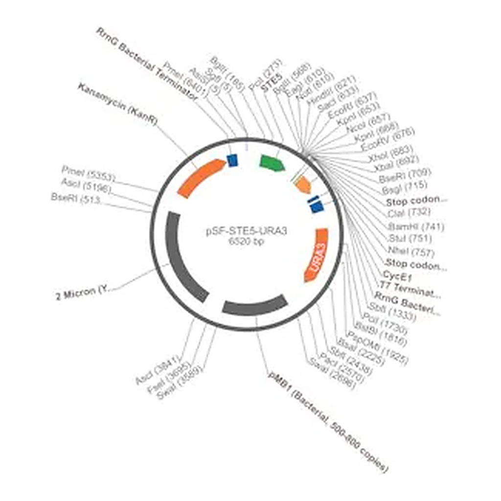 Merck PSF-STE5-URA3 - WEAK PROMOTER YEAST PLASMID