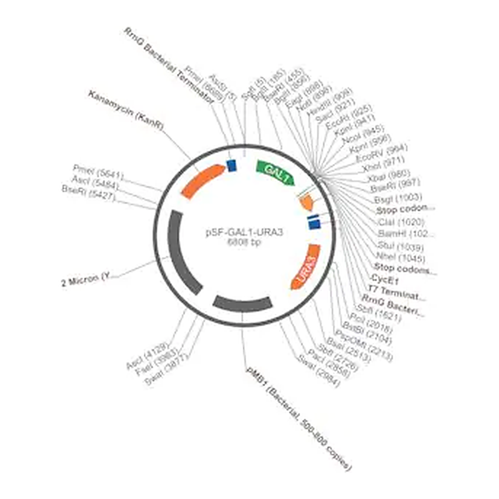 Merck PSF-GAL1-URA3 - GALACTOSE INDUCIBLE YEAST PLASMID