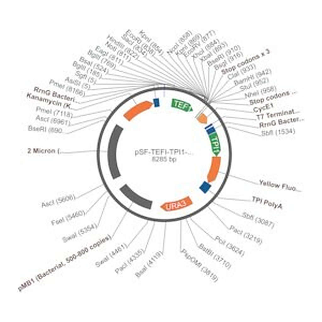 Merck PSF-TEFI-TPI1-YFP-URA3 - YEAST YFP REPORTER PLASMID