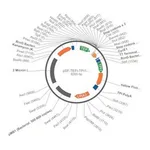 Merck PSF-TEFI-TPI1-YFP-URA3 - YEAST YFP REPORTER PLASMID