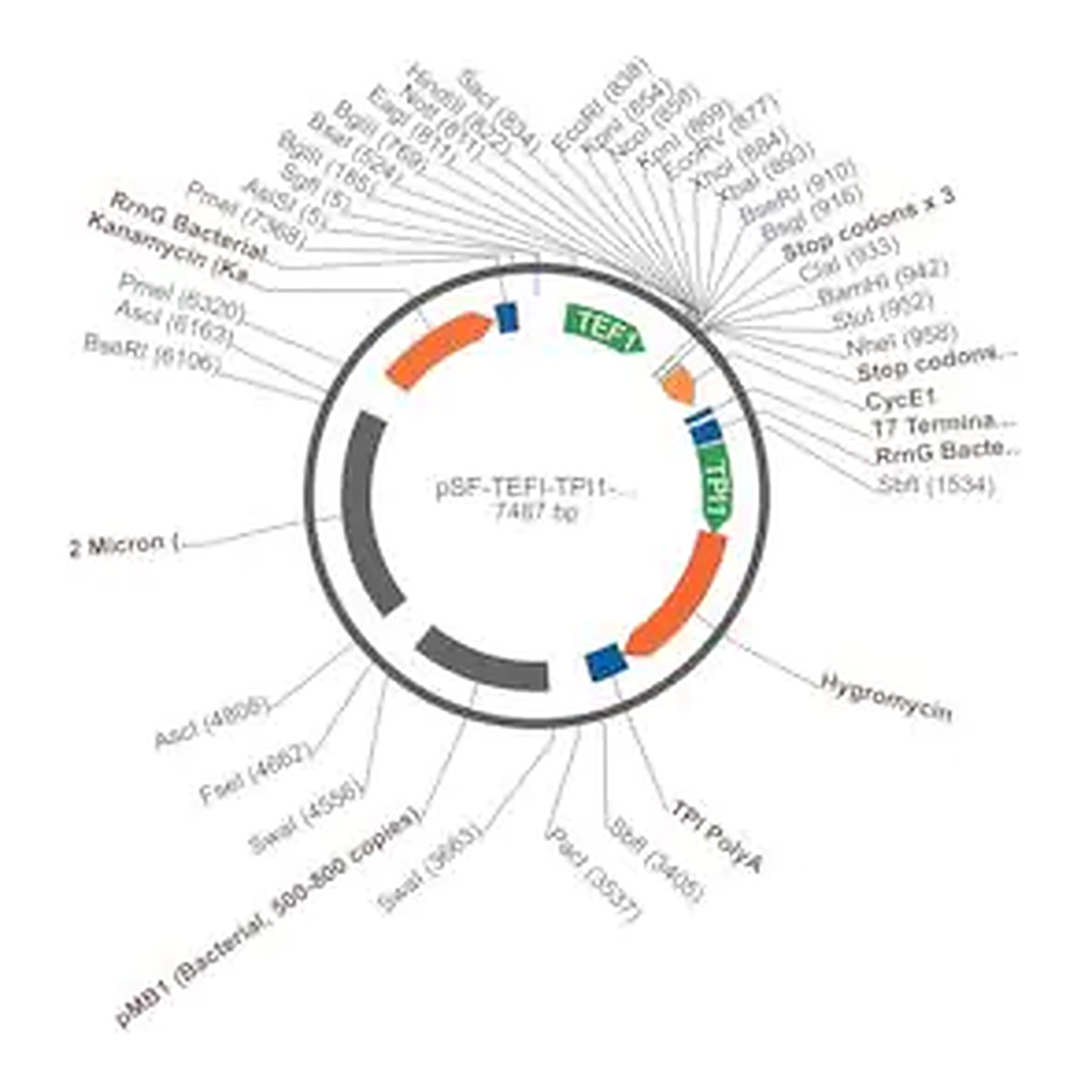 Merck PSF-TEFI-TPI1-HYGRO - HYGROMYCIN RESISTANT YEAST PLASMID