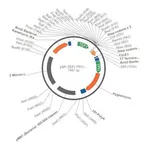 Merck PSF-TEFI-TPI1-HYGRO - HYGROMYCIN RESISTANT YEAST PLASMID