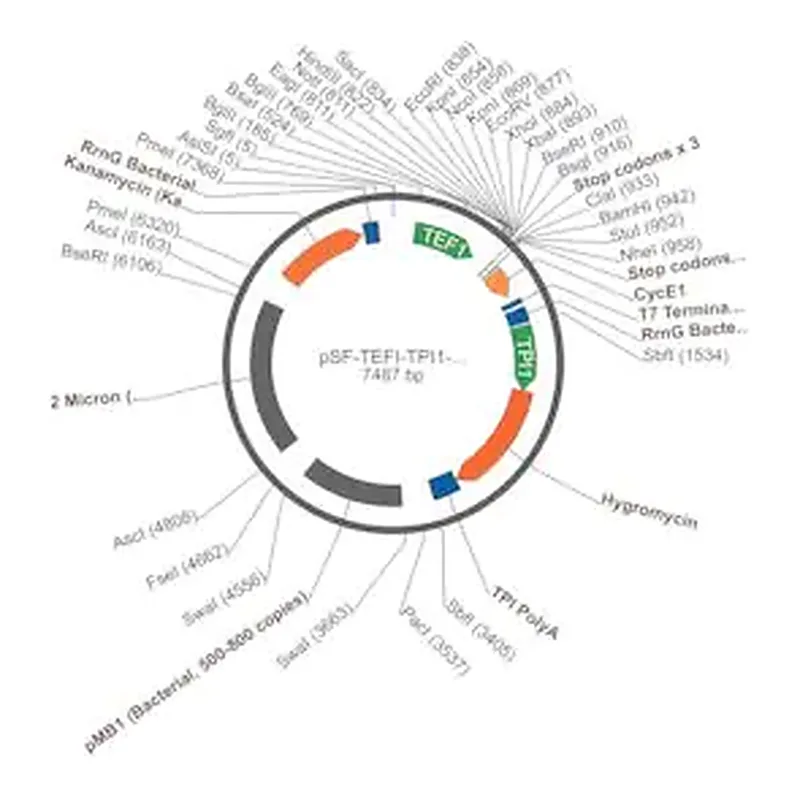 Merck PSF-TEFI-TPI1-HYGRO - HYGROMYCIN RESISTANT YEAST PLASMID