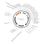 Merck PSF-TEFI-TPI1-BLAST - BLASTICIDIN RESISTANT YEAST VECTOR