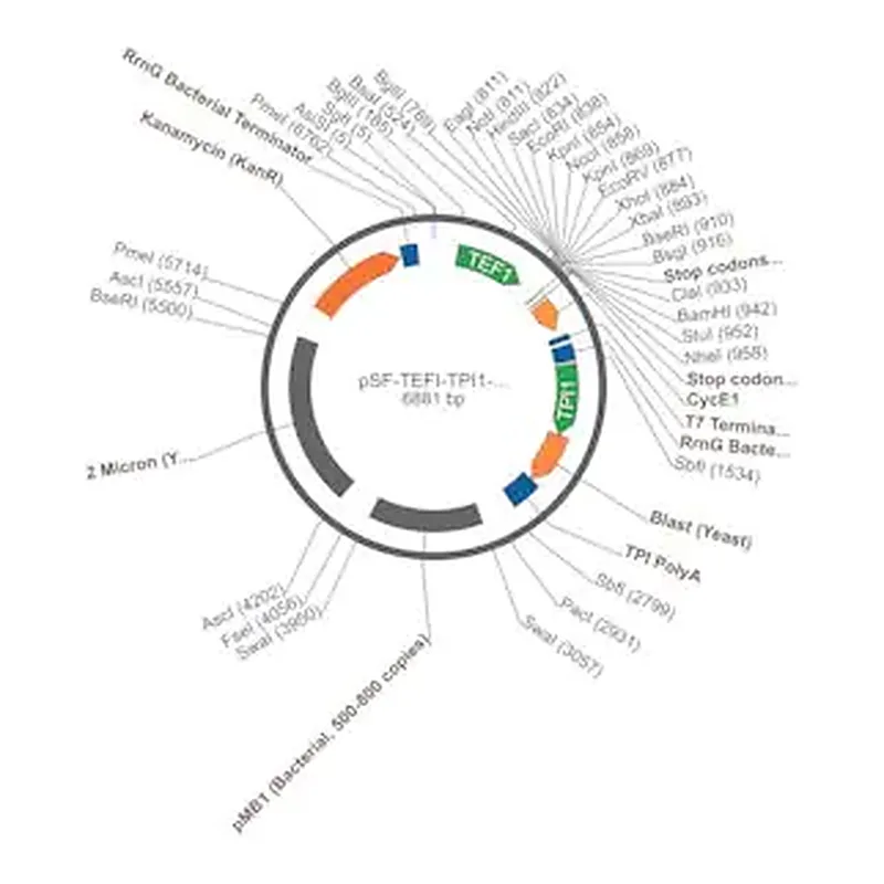 Merck PSF-TEFI-TPI1-BLAST - BLASTICIDIN RESISTANT YEAST VECTOR