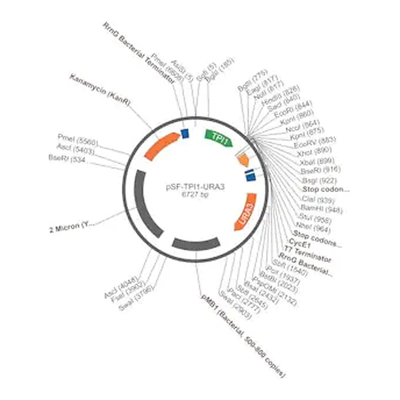 Merck PSF-TPI1-URA3 - STRONG PROMOTER YEAST PLASMID