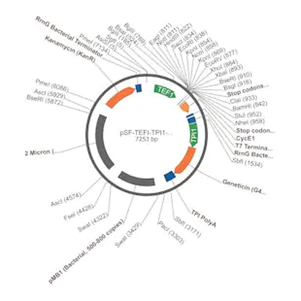 Merck PSF-TEFI-TPI1-NEO/G418 - G418 YEAST SELECTION PLASMID