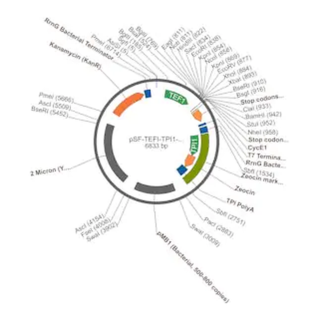 Merck PSF-TEFI-TPI1-ZEO - ZEOCIN YEAST SELECTION VECTOR