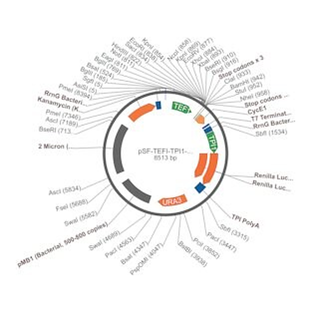 Merck PSF-TEFI-TPI1-RLUC-URA3 - RENILLA LUCIFERASE YEAST PLASMID