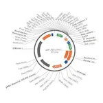 Merck PSF-TEFI-TPI1-RLUC-URA3 - RENILLA LUCIFERASE YEAST PLASMID