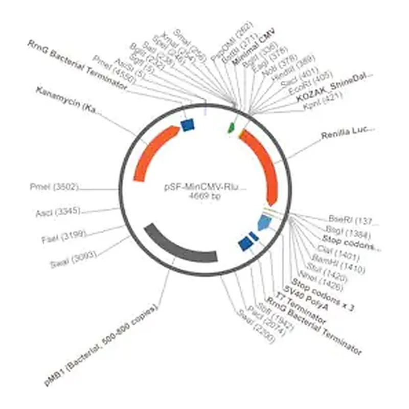 Merck PSF-MINCMV-RLUC - MINIMAL CMV PROMOTER RENILLA PLASMID