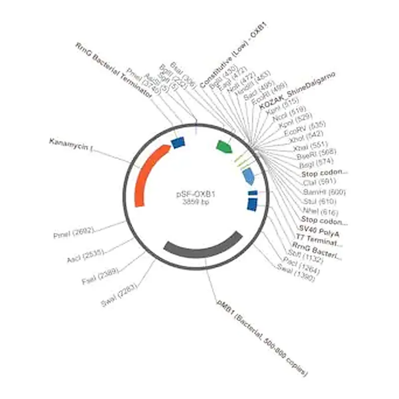 Merck PSF-OXB1 - WEAK STRENGTH BACTERIAL PROMOTER PLASMID