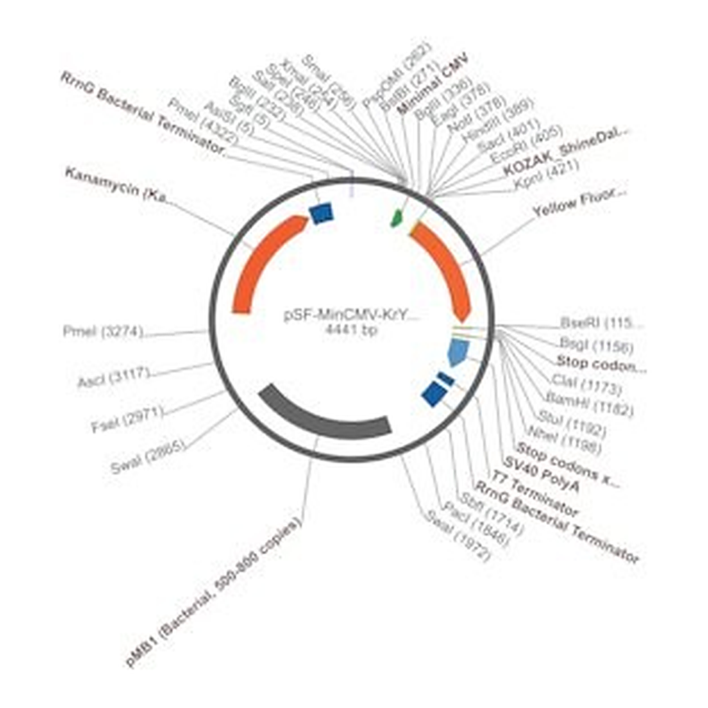 Merck PSF-MINCMV-KRYFP - MINIMAL CMV YFP EXPRESSION VECTOR
