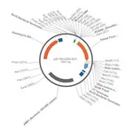 Merck PSF-MINCMV-KRYFP - MINIMAL CMV YFP EXPRESSION VECTOR