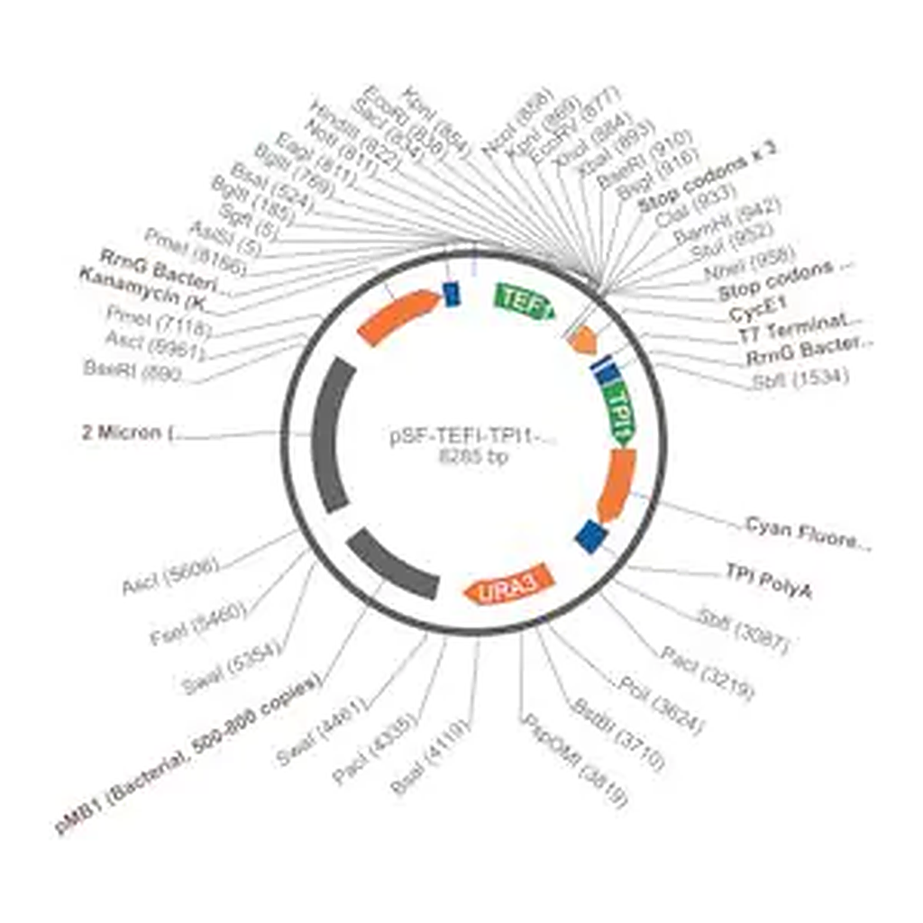 Merck PSF-TEFI-TPI1-CFP-URA3 - YEAST CFP REPORTER VECTOR
