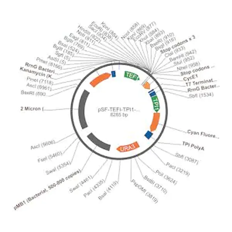 Merck PSF-TEFI-TPI1-CFP-URA3 - YEAST CFP REPORTER VECTOR
