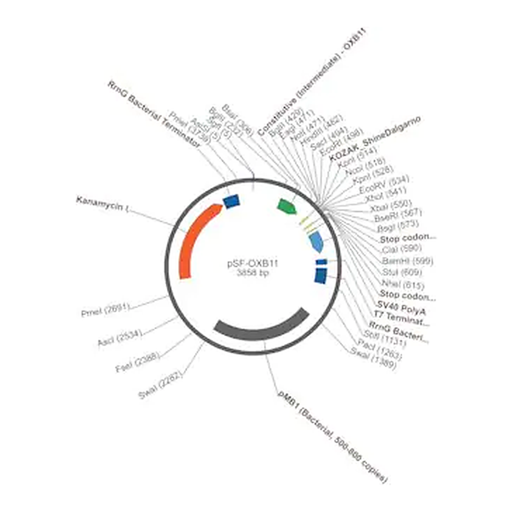 Merck PSF-OXB11 - INTERMEDIATE STRENGTH BACTERIAL VECTOR