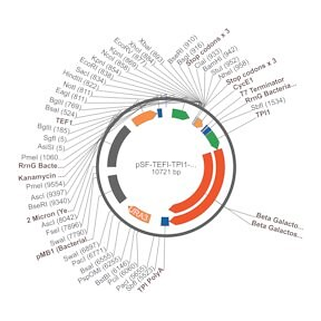 Merck PSF-TEFI-TPI1-BETAGAL-URA3 - BETA GALACTOSIDASE YEAST PLASMID