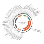 Merck PSF-TEFI-TPI1-BETAGAL-URA3 - BETA GALACTOSIDASE YEAST PLASMID