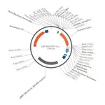 Merck PSF-MINCMV-ILUMENA - SECRETED LUCIFERASE MINIMAL CMV PLASMID
