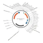 Merck PSF-MINCMV-PURO - MINIMAL CMV PUROMYCIN VECTOR