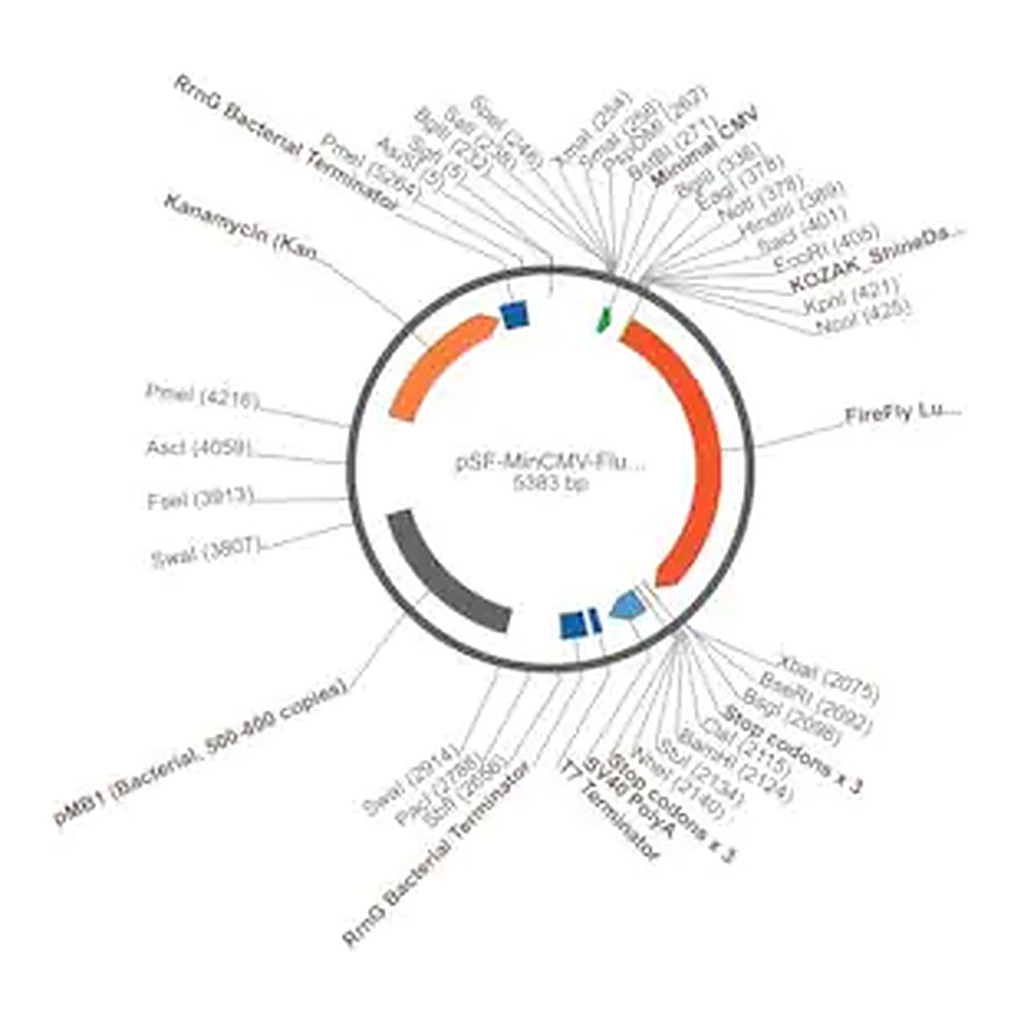 Merck PSF-MINCMV-FLUC - MINIMAL CMV PROMOTER LUCIFERASE PLASMID