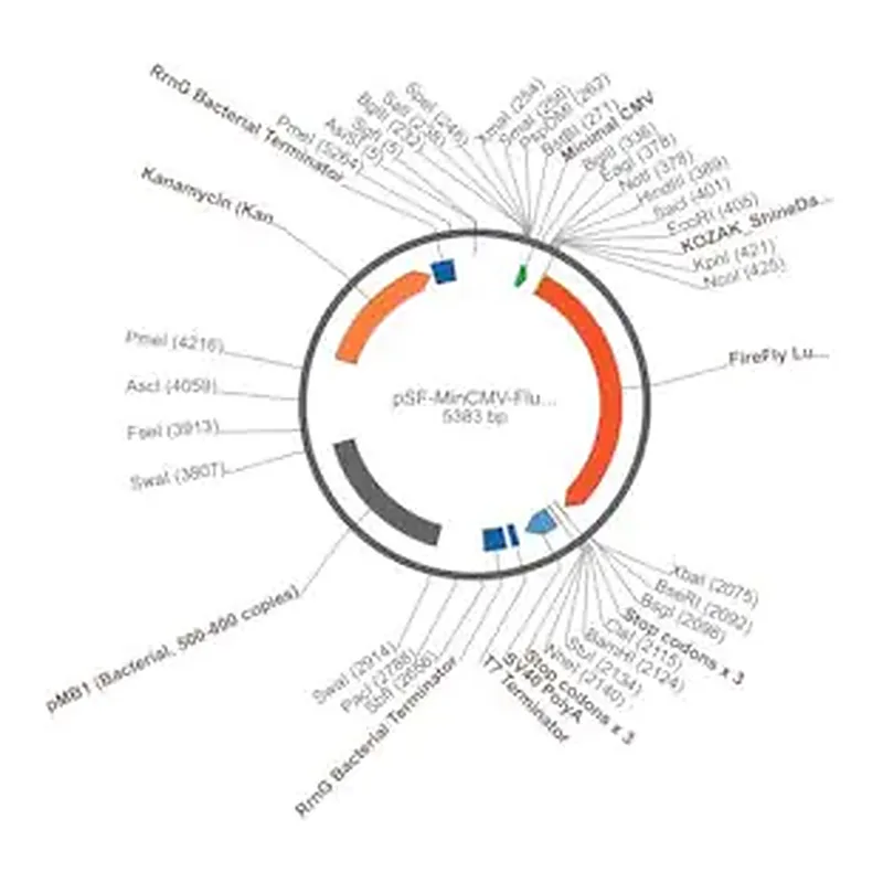 Merck PSF-MINCMV-FLUC - MINIMAL CMV PROMOTER LUCIFERASE PLASMID