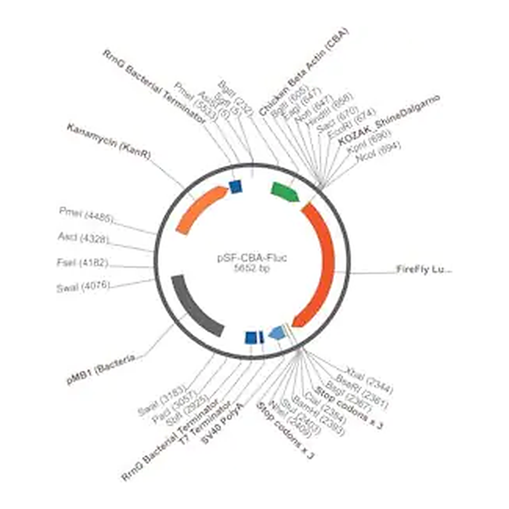 Merck PSF-CBA-FLUC - CHICKEN BETA ACTIN PROMOTER PLASMID