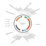 Merck PSF-CBA-FLUC - CHICKEN BETA ACTIN PROMOTER PLASMID