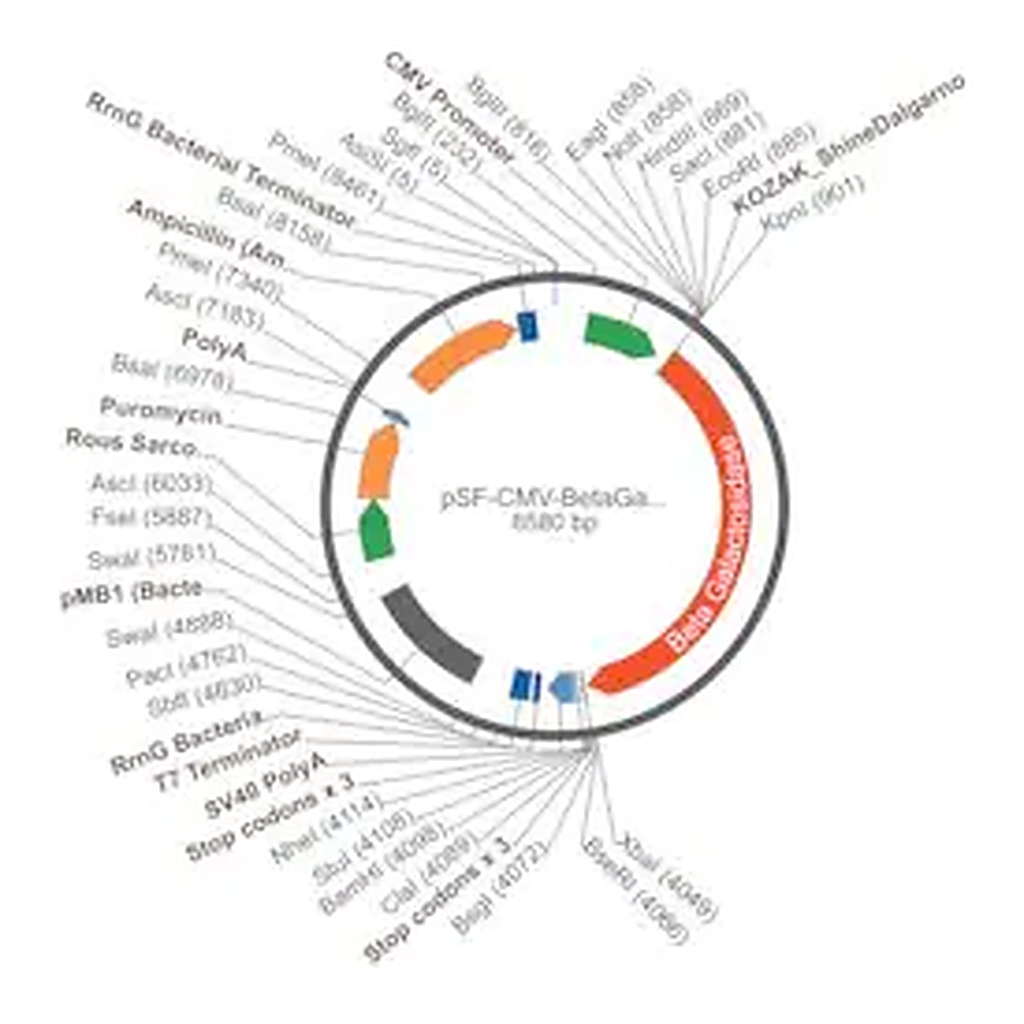 Merck PSF-CMV-BETAGAL-RSV-PURO - BETA GALACTOSIDASE PUROMYCIN SELECTION PLASMID