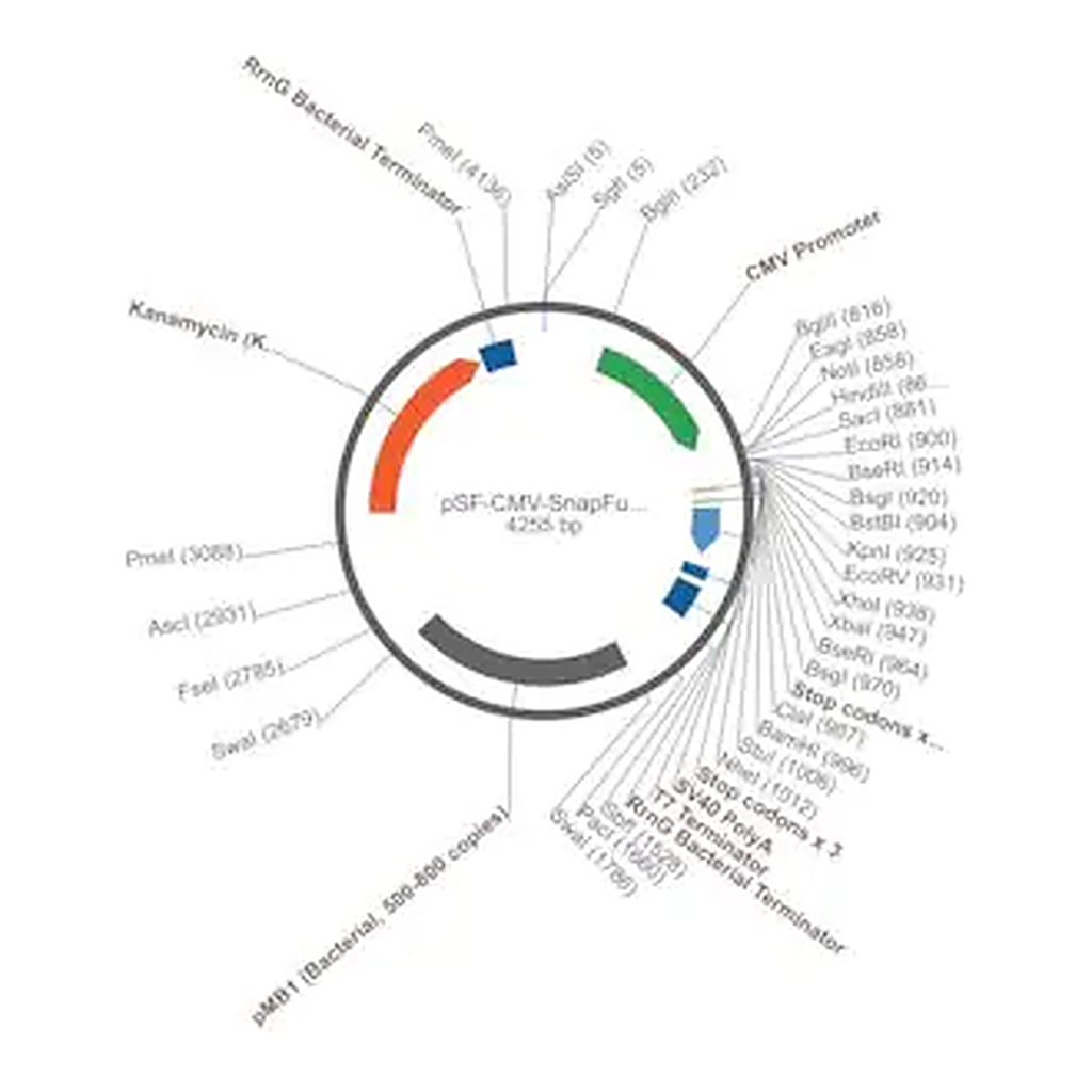 Merck PSF-CMV-SNAPFUSION - CMV MAMMALIAN SNAPFUSION EXPRESSION PLASMID
