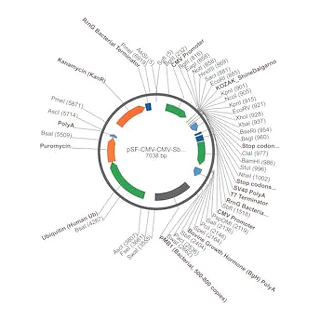 Merck PSF-CMV-CMV-SBFI-UB-PURO - DUAL CMV EXPRESSION PLASMID