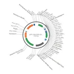 Merck PSF-CMV-CMV-SBFI-UB-PURO - DUAL CMV EXPRESSION PLASMID
