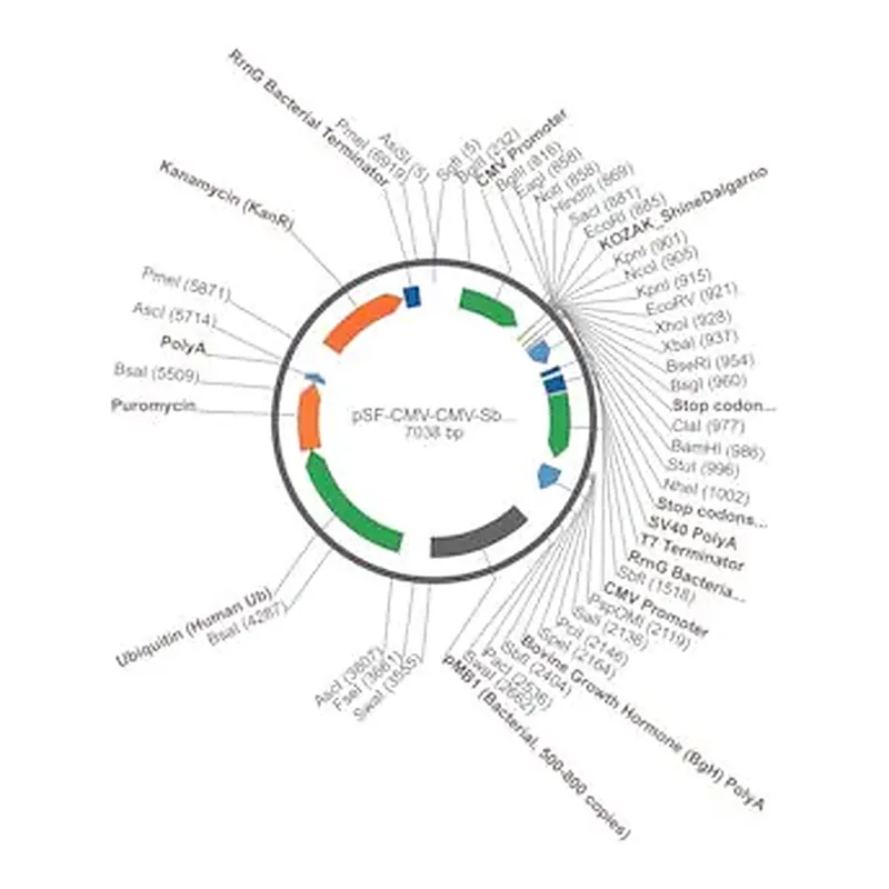 Merck PSF-CMV-CMV-SBFI-UB-PURO - DUAL CMV EXPRESSION PLASMID
